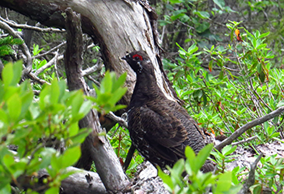 Spruce Grouse by Kevin Burke